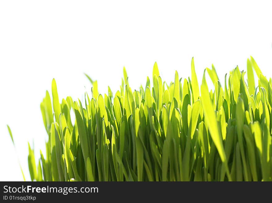 Green grass isolated on white background