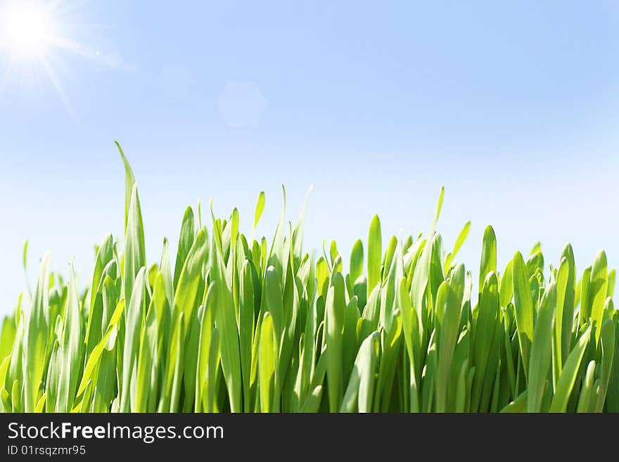 Green grass on a sky background