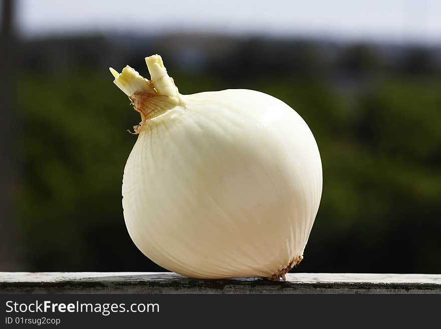 Pealed onion