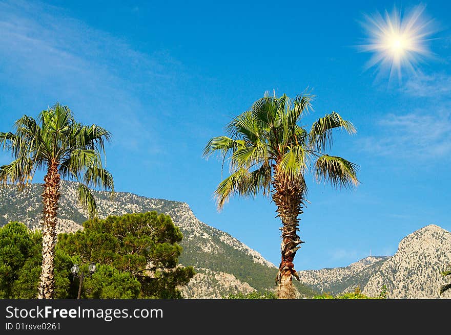 Fun sun, palms and mountains.