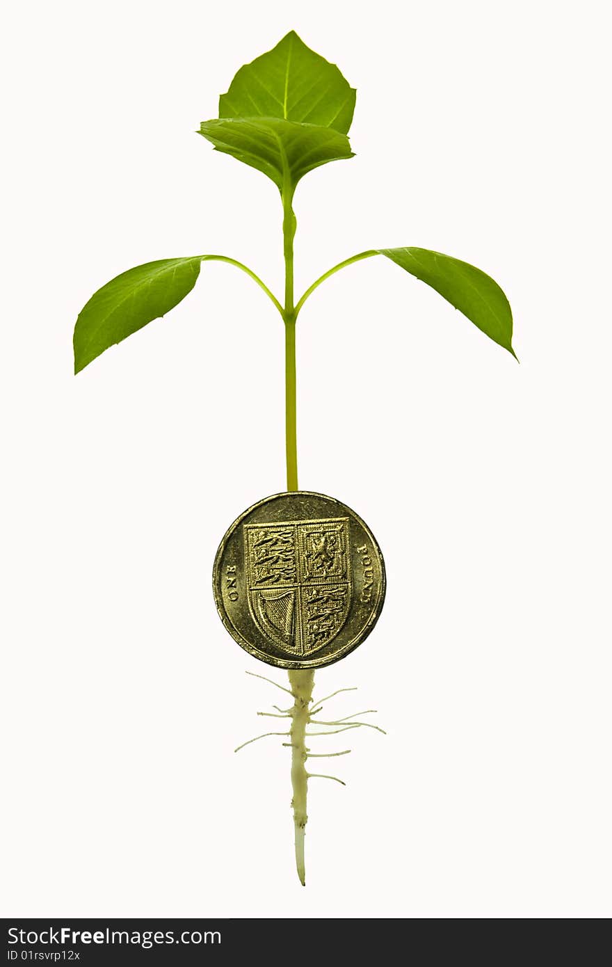 Plant rising from British pound coin - conceptual image for profit, investments, success and finances - isolated