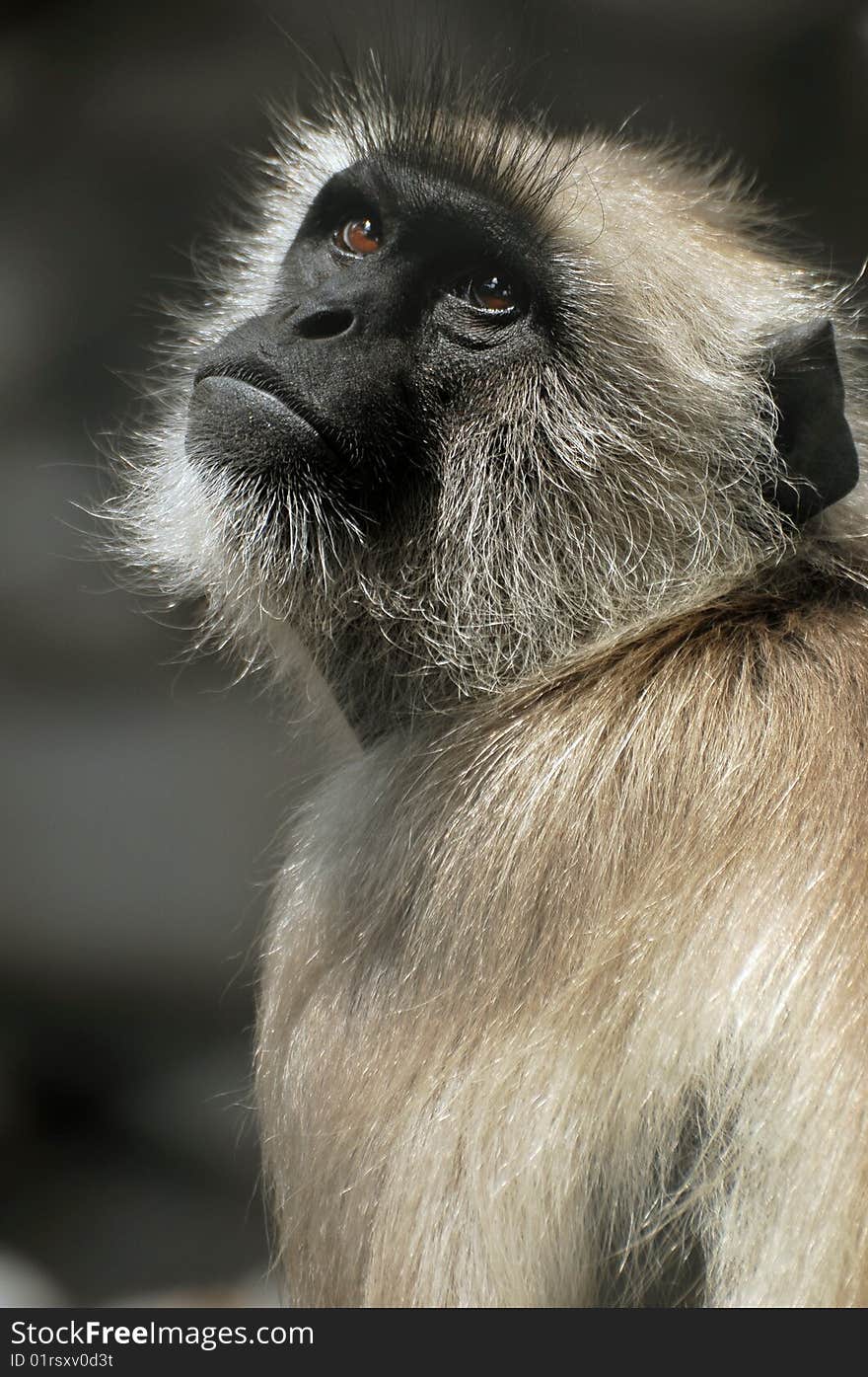 Gray Langoors are large and fairly terrestrial, inhabiting open wooded habitats and urban areas on the Indian subcontinent.