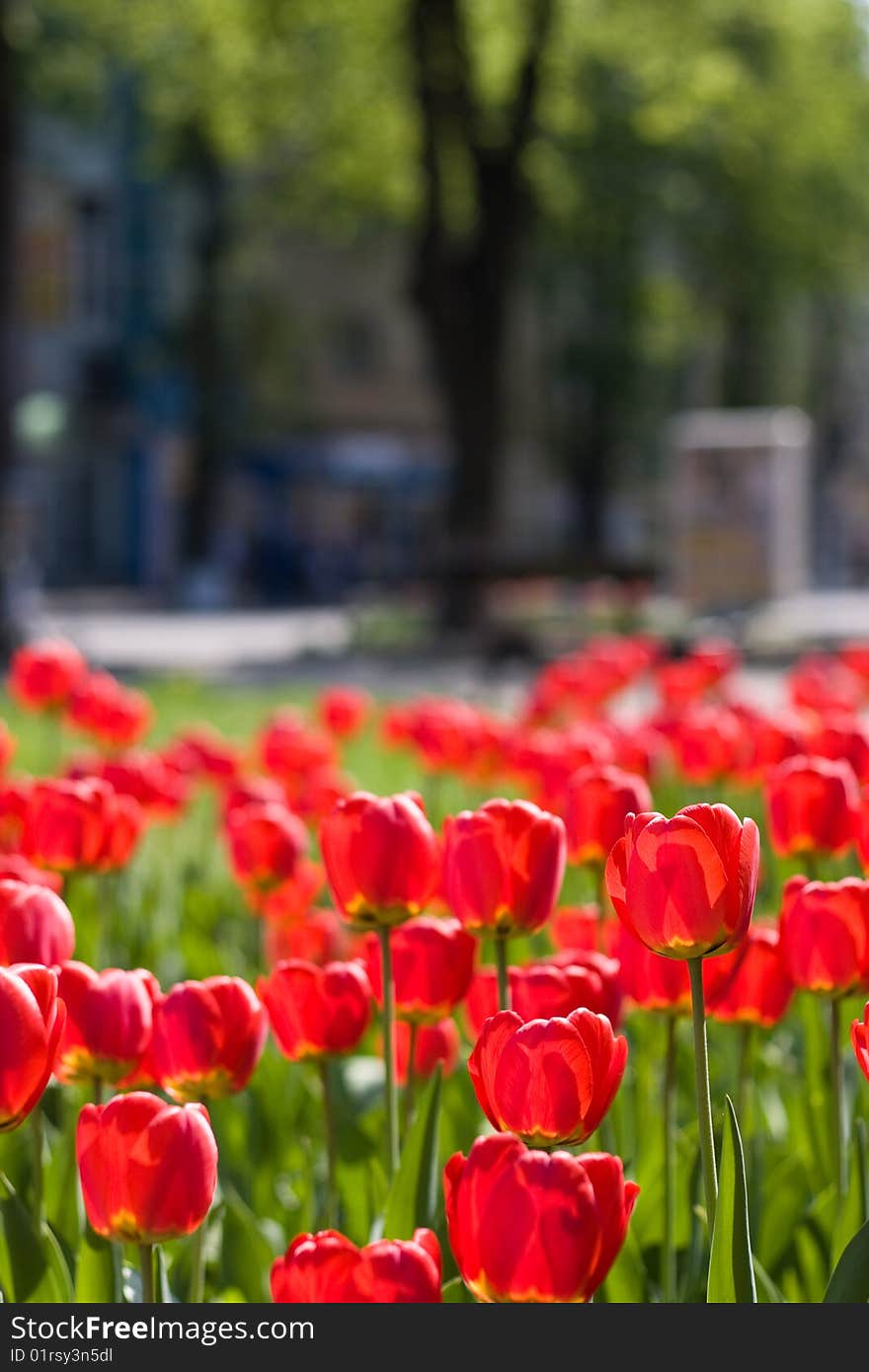 Red tulips and green leaf