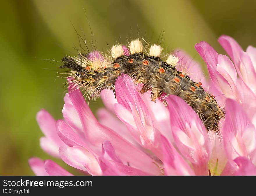 Caterpillar on pink flower