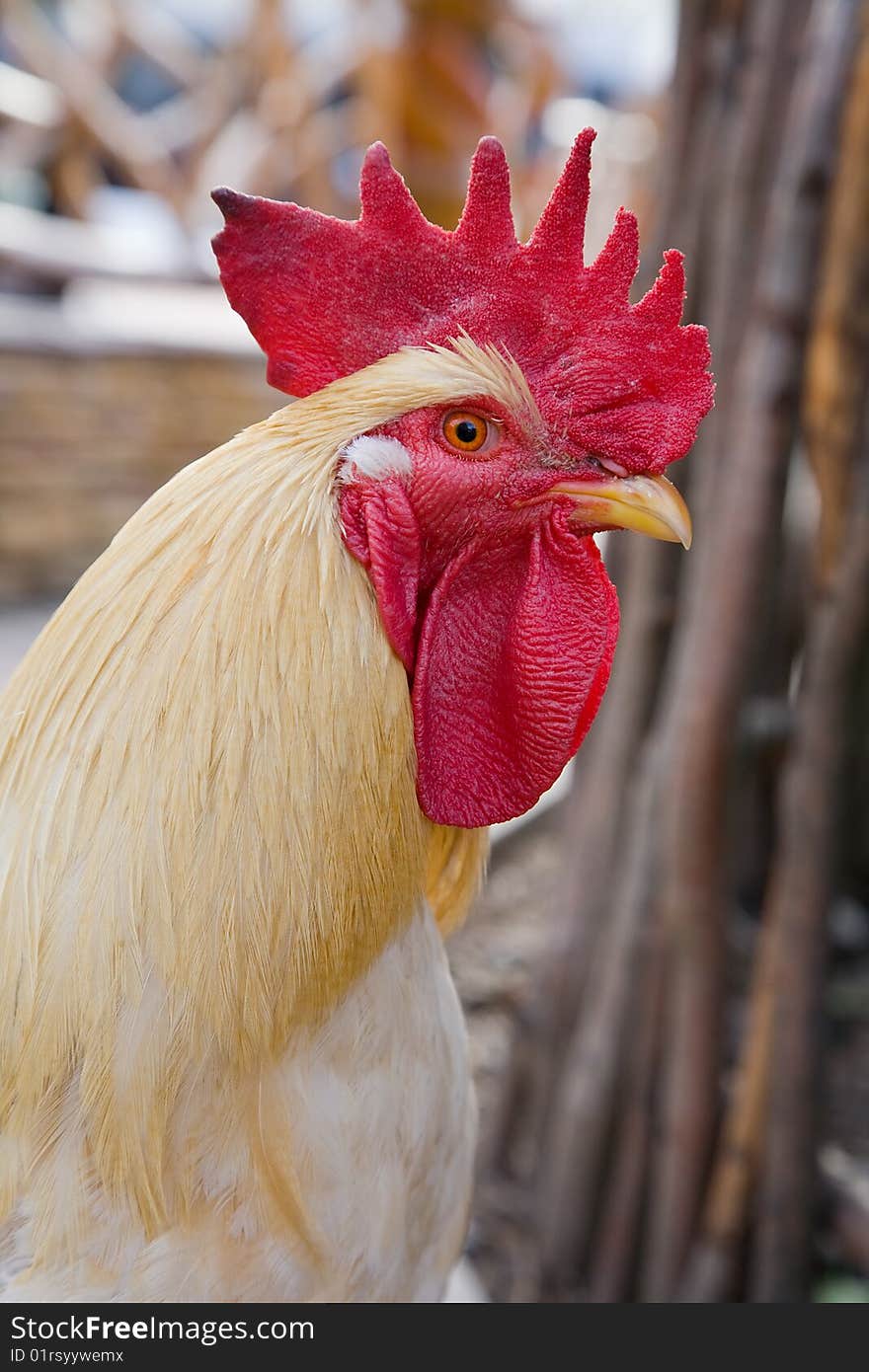 Photo with light rooster portrait