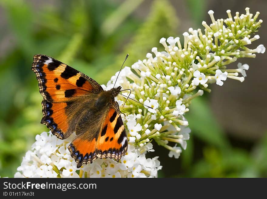 Butterfly sitting on a flower in spring