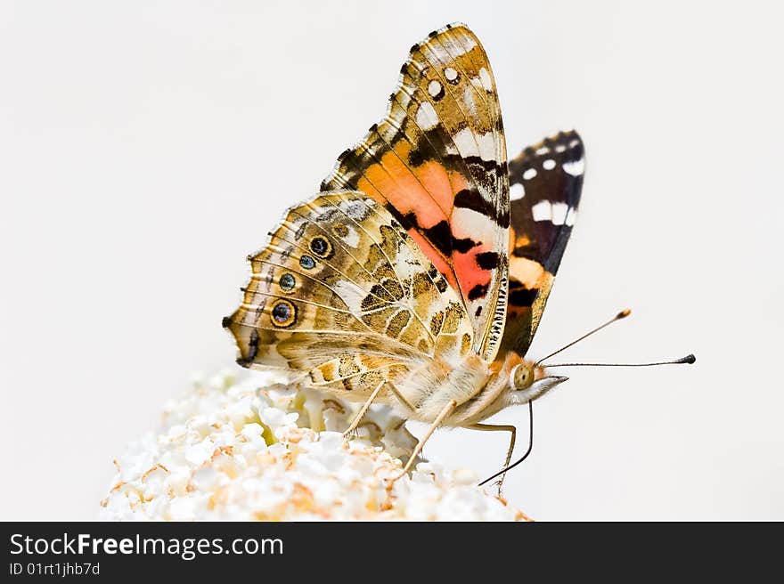 Butterfly sitting on a flower in spring