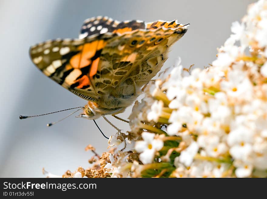 Butterfly sitting on a flower in spring