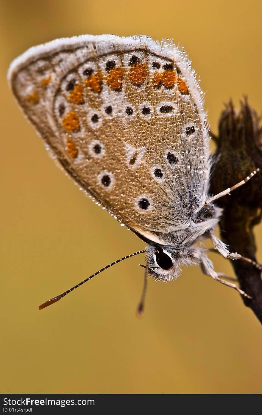 Butterfly sitting on a flower in spring