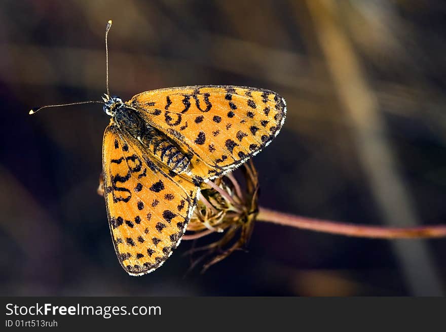 Butterfly Sitting On A Flower In Spring