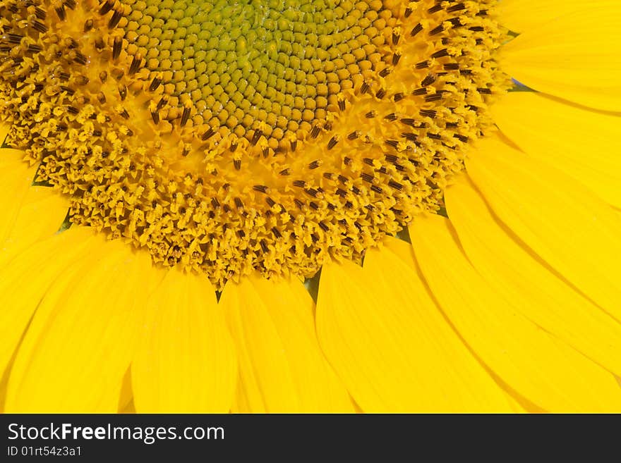 Closeup of a yellow sunflower in bloom. Closeup of a yellow sunflower in bloom