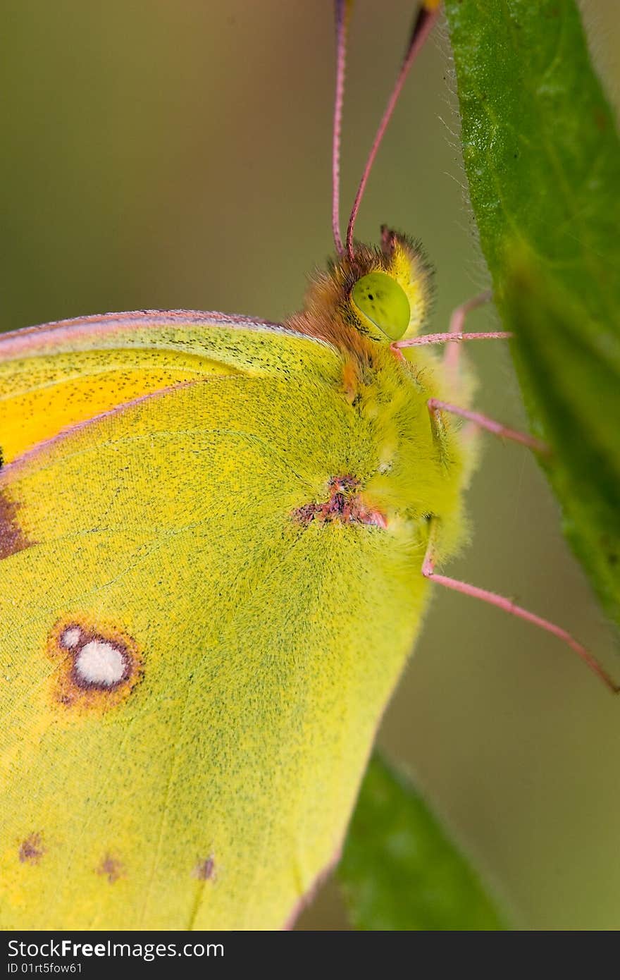 Butterfly sitting on a flower in spring