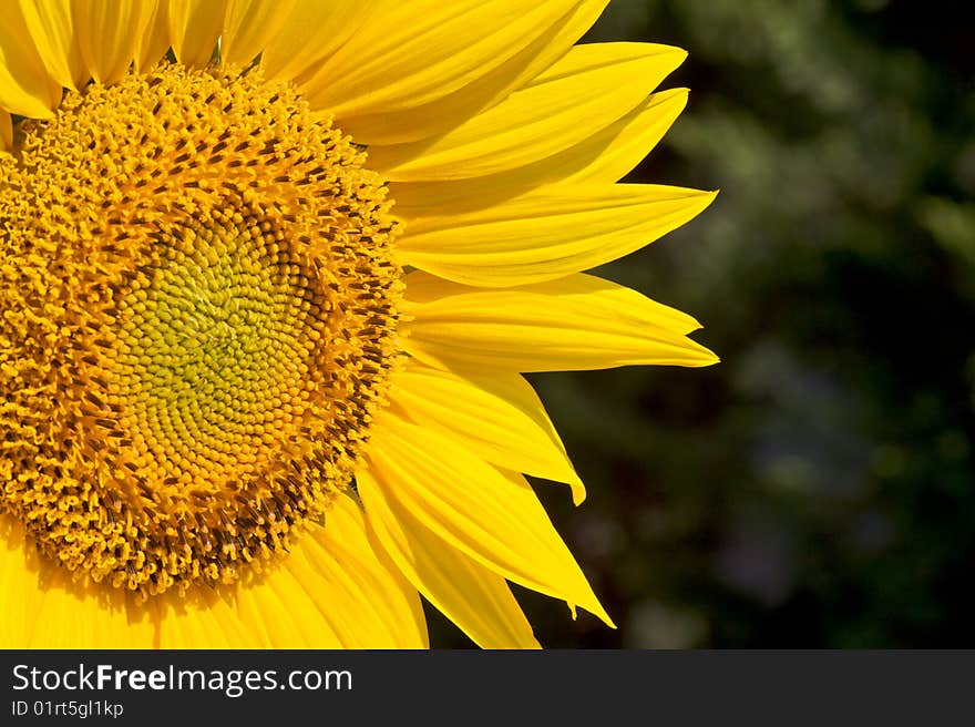 Closeup of a sunflower against a garden background