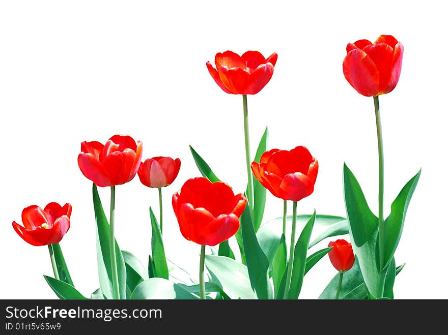 Tulips Frame Floral Template Isolated on White Background