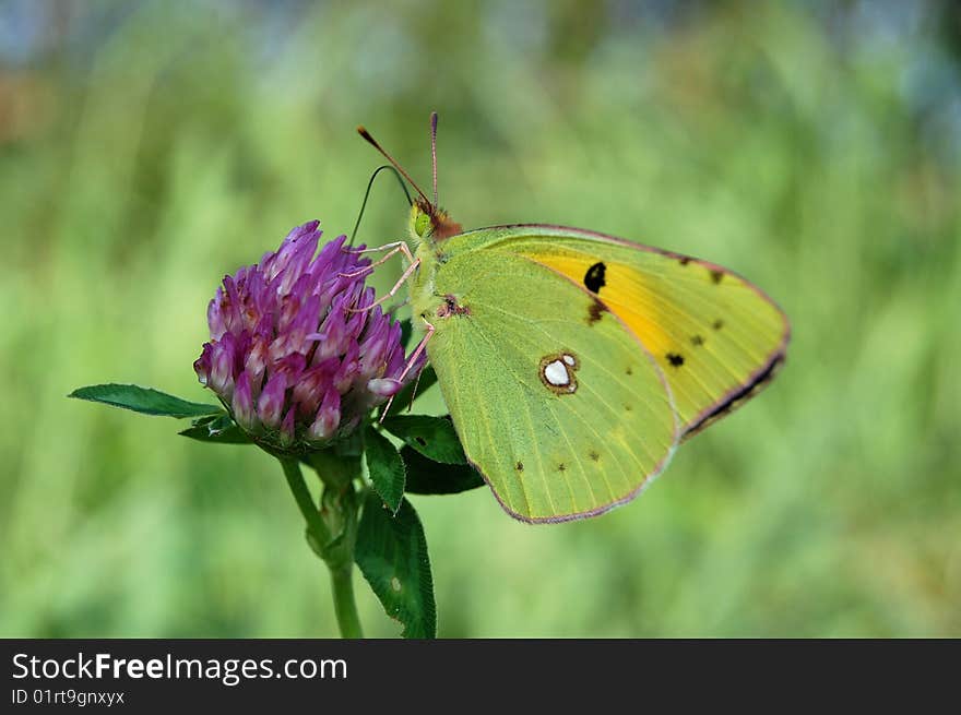 Green butterfly