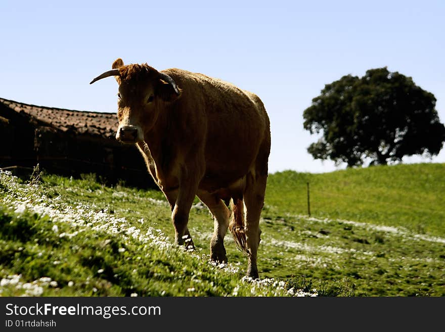 Lonely brown cow walking on the green grass. Lonely brown cow walking on the green grass.