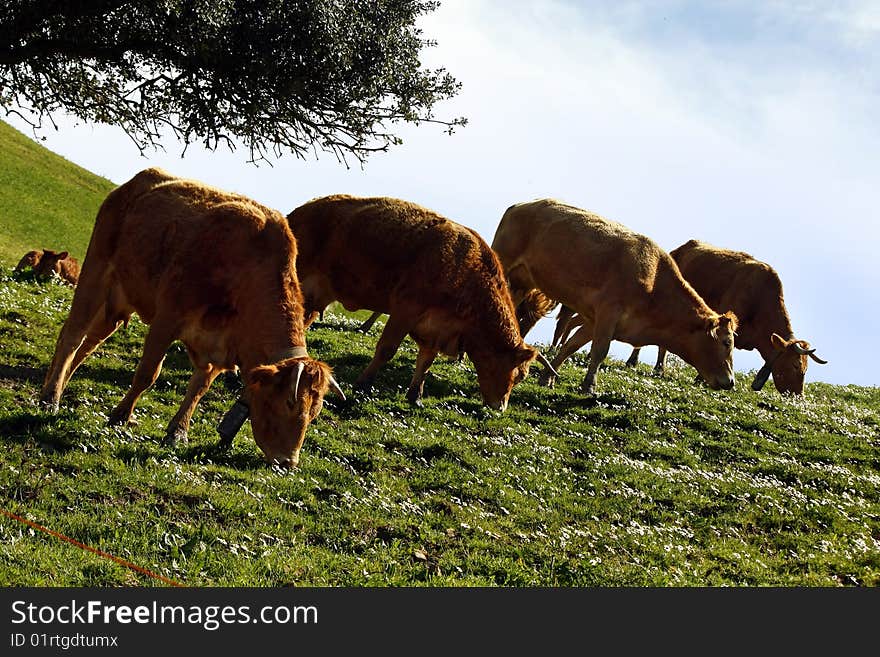 Group of brown cows on the green hills. Group of brown cows on the green hills.