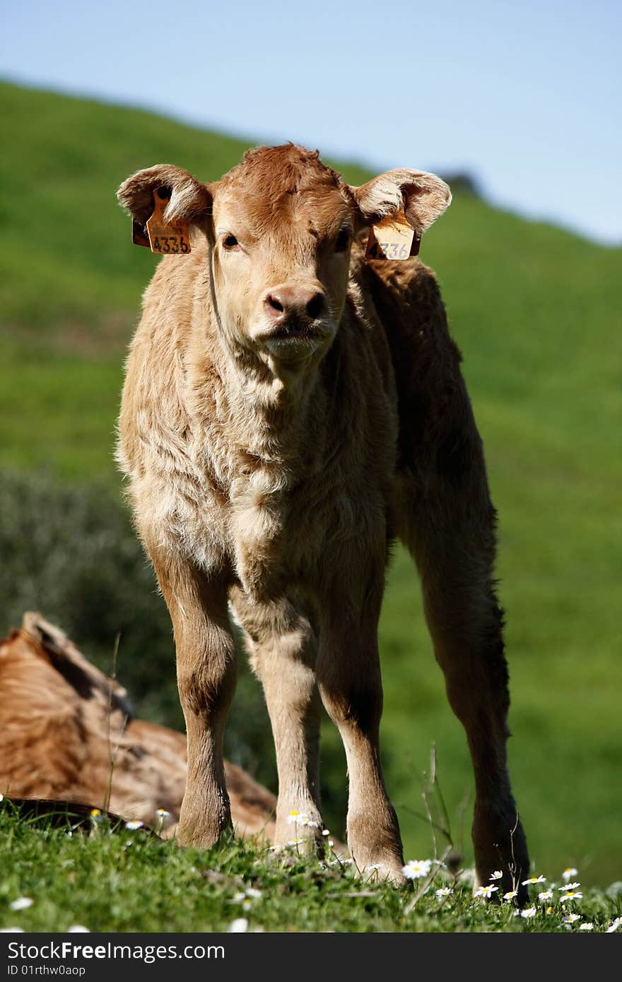 Young brown cow stares at the camera. Young brown cow stares at the camera.