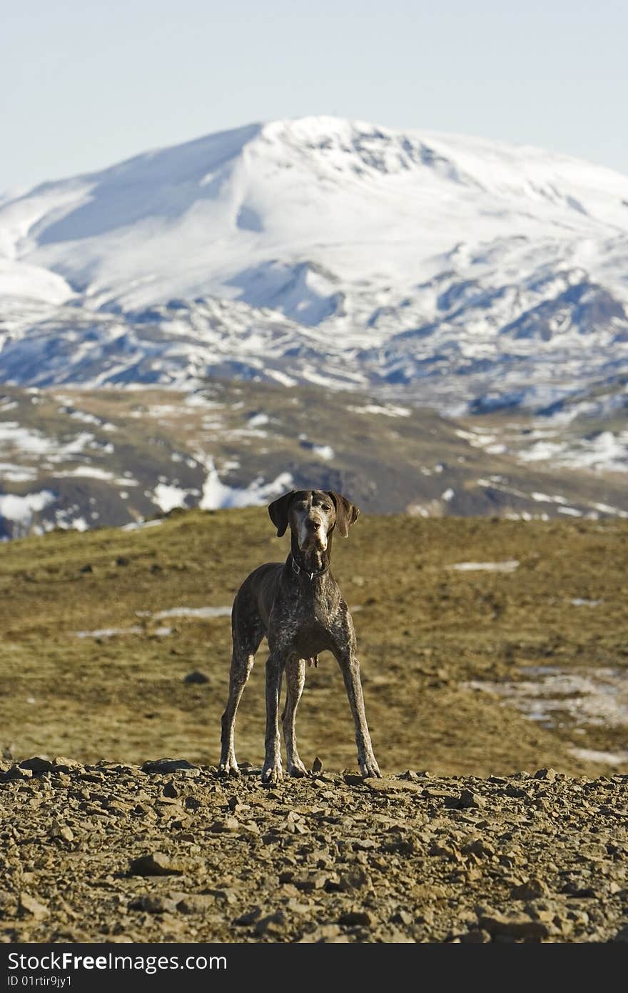 German Pointer in the nature of Iceland. German Pointer in the nature of Iceland