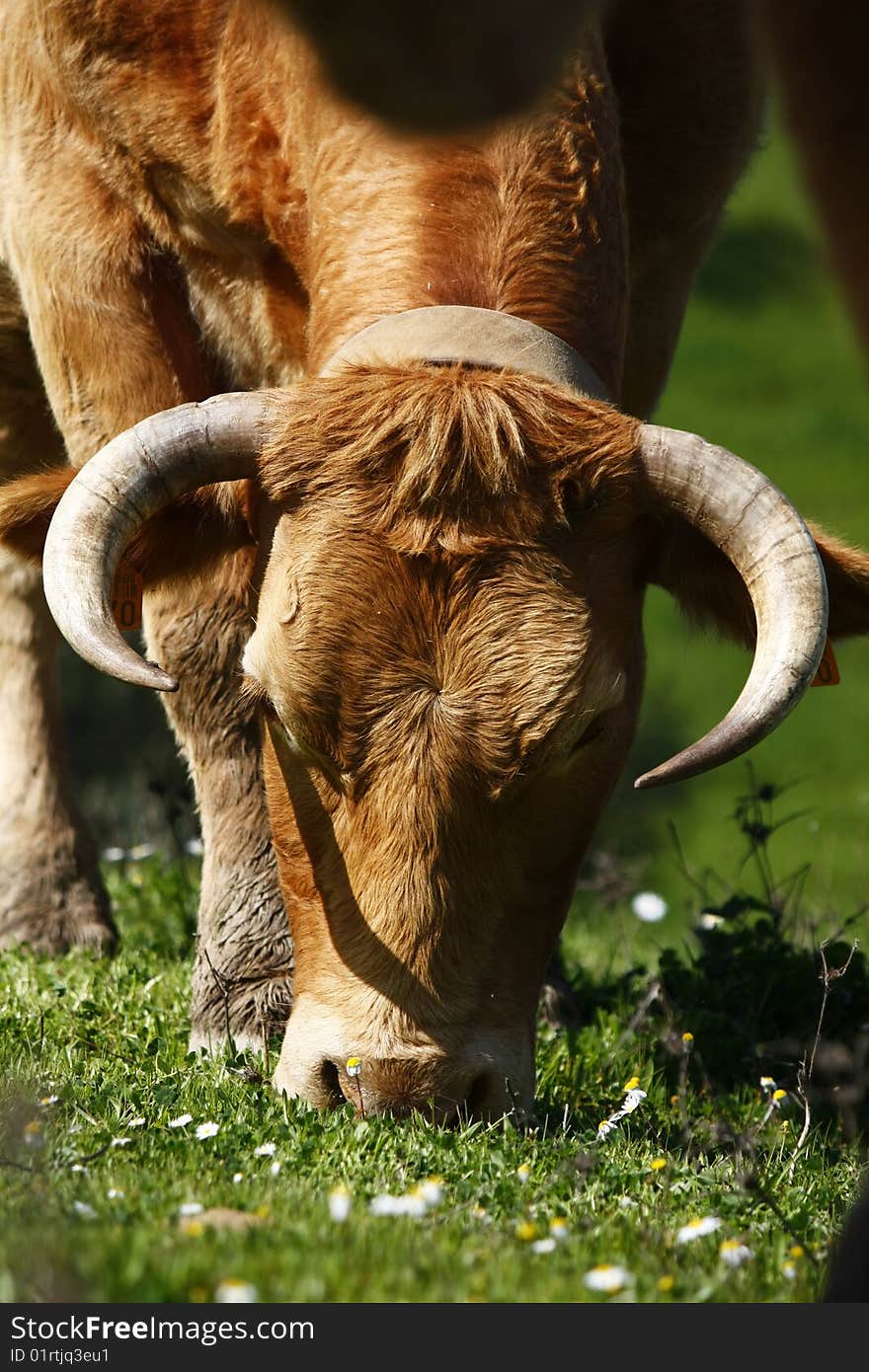 Close view of a brown cow  eating the green grass. Close view of a brown cow  eating the green grass