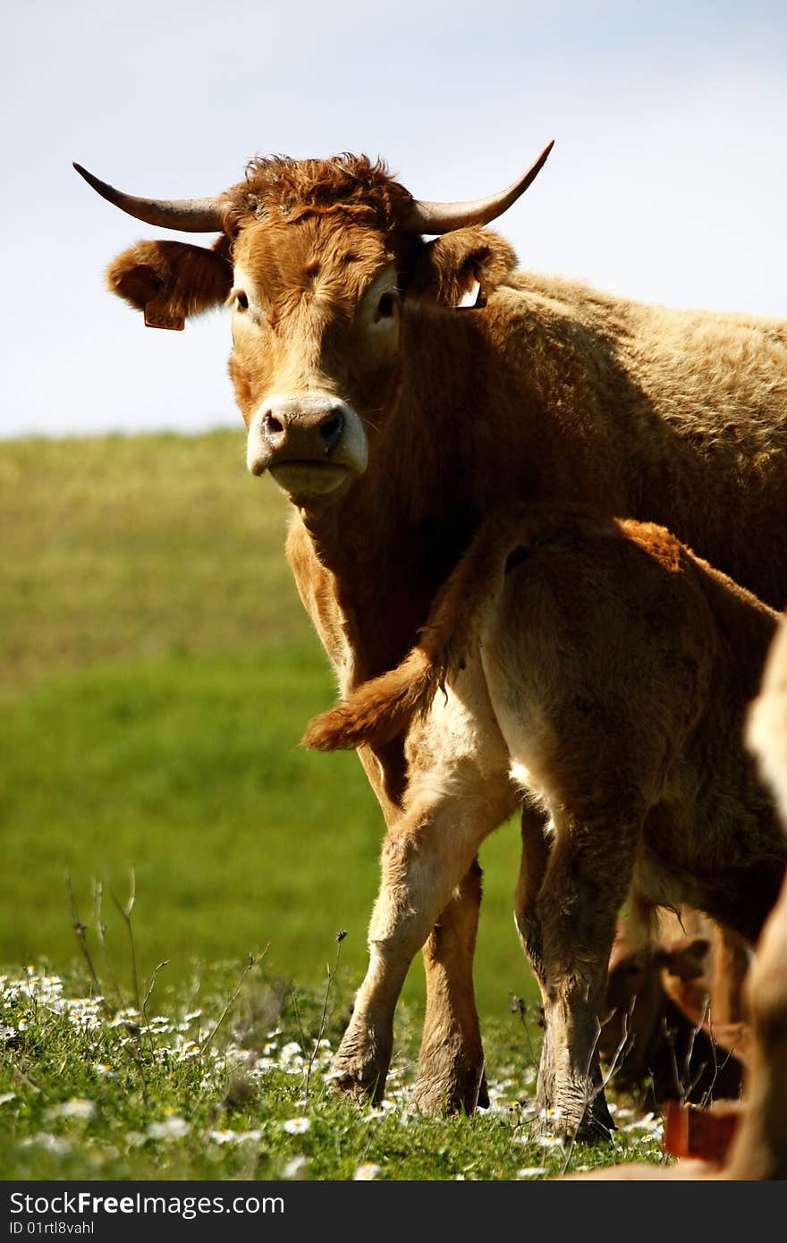 Group of brown cows on the green hills. Group of brown cows on the green hills.