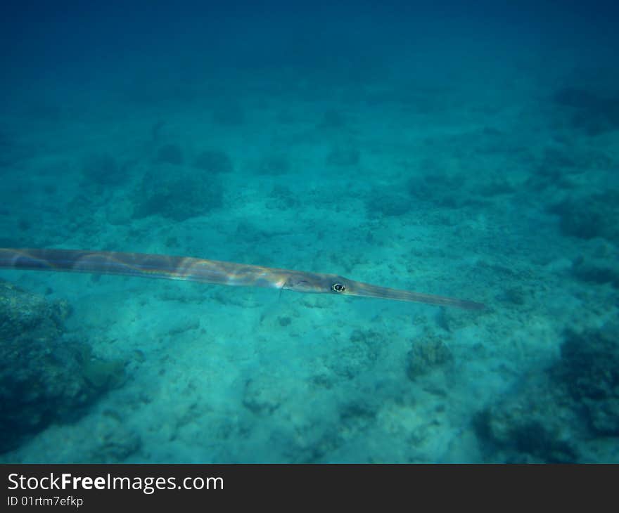 Flutefish in the red sea