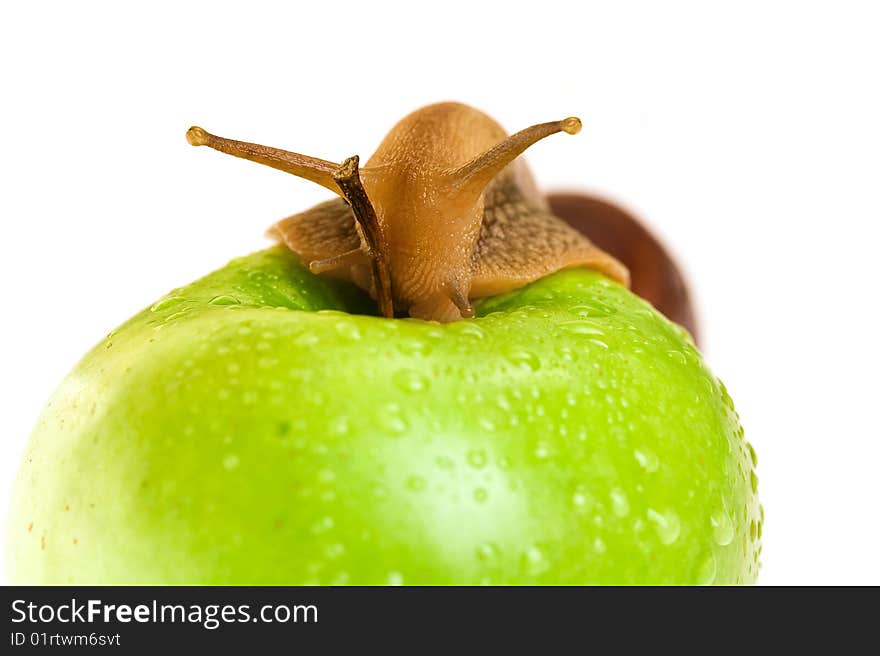 Snail on green apple