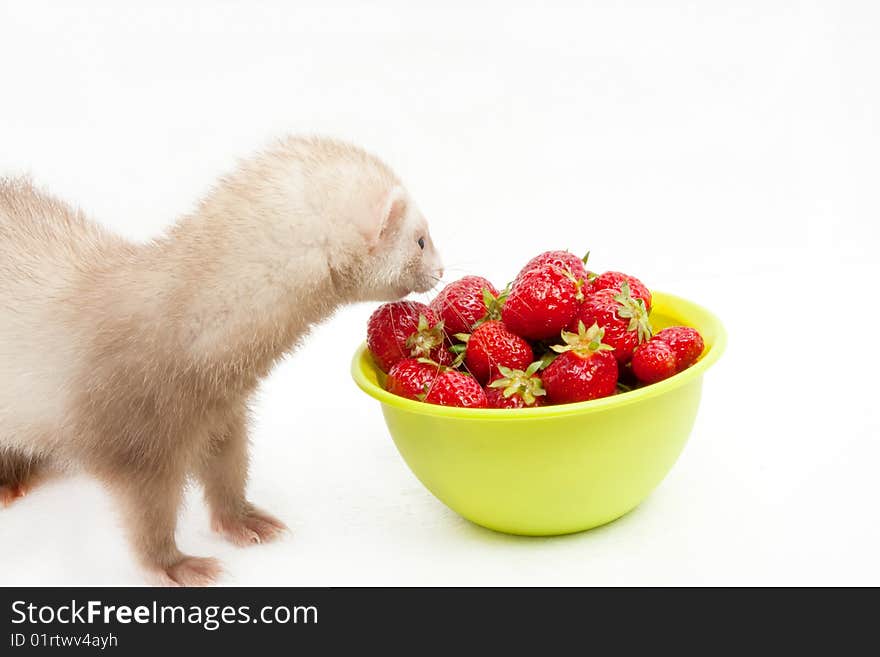 Young ferret with a bowl of strewberry over white background. Young ferret with a bowl of strewberry over white background