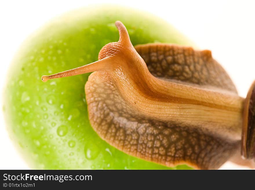 Achatina snail on a big green apple. Achatina snail on a big green apple