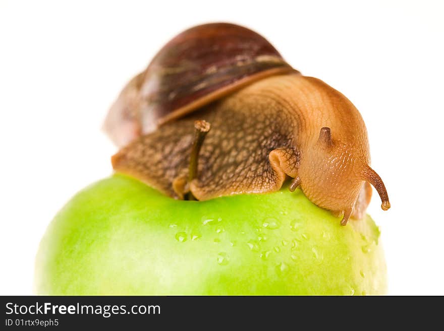 Snail on green apple