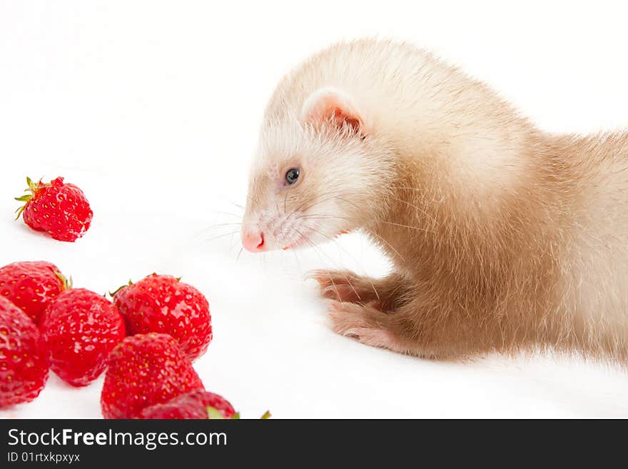 Young ferret with a bowl of strewberry over white background. Young ferret with a bowl of strewberry over white background