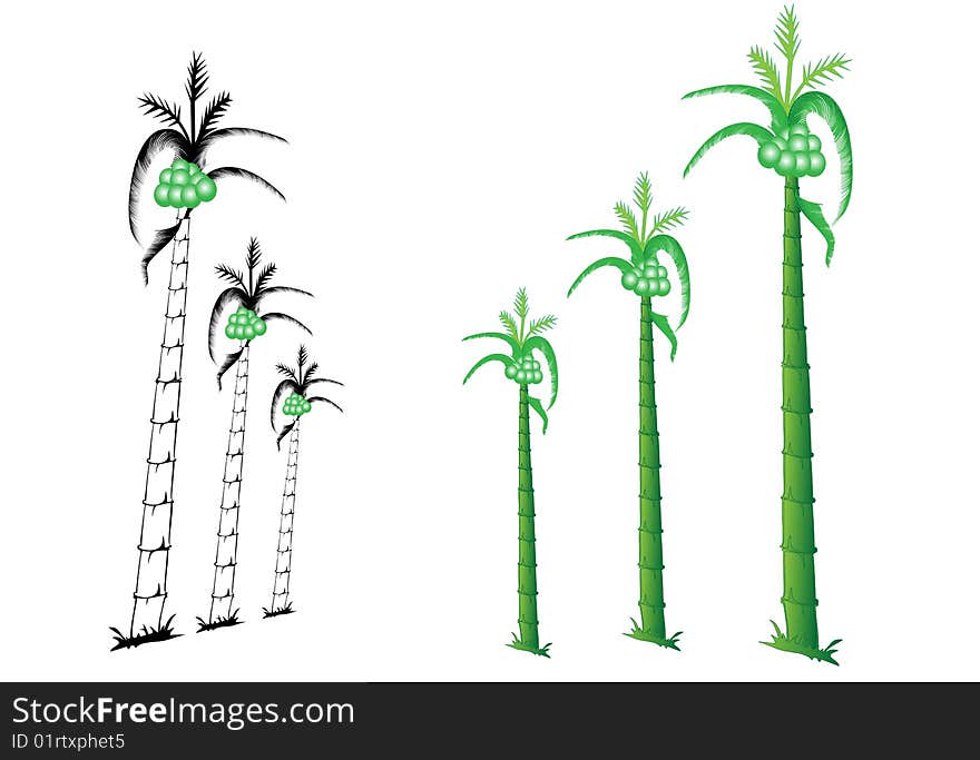 Palm trees detailed black silhouette and green colour trees illustration