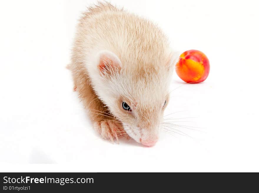 Young ferret. Wide angle. isolated