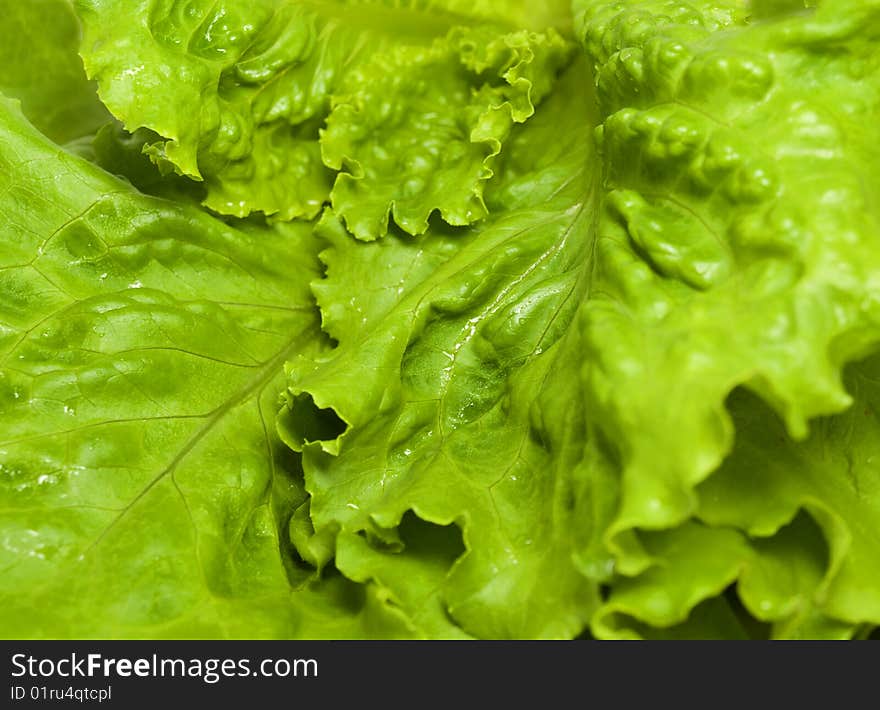 Green and freshness leaves of salad. Green and freshness leaves of salad