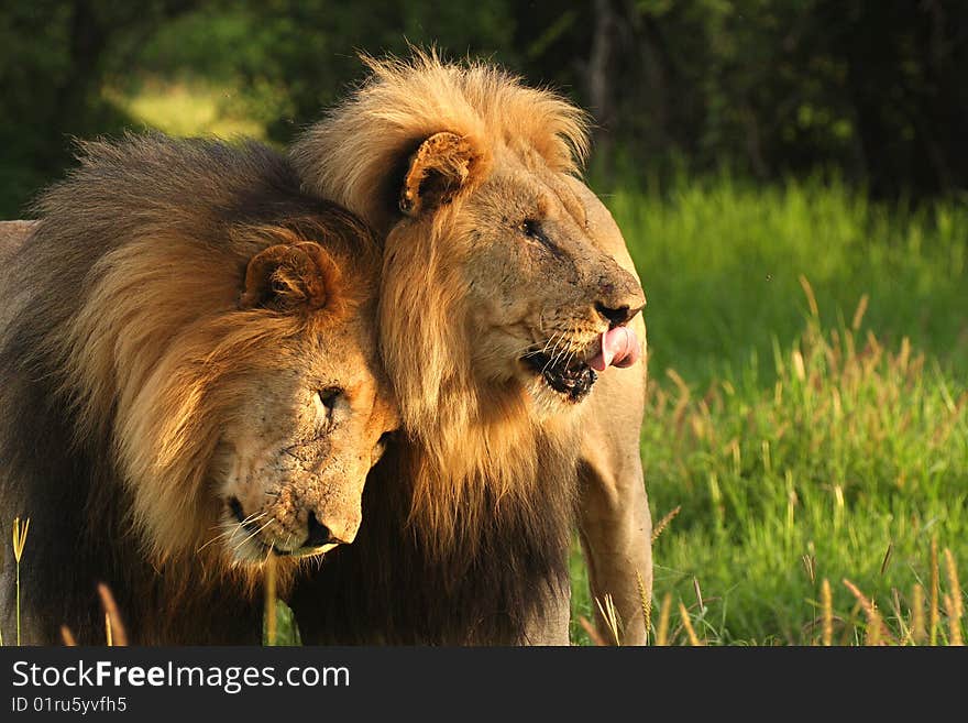 Two lion brothers on the green plains of Africa