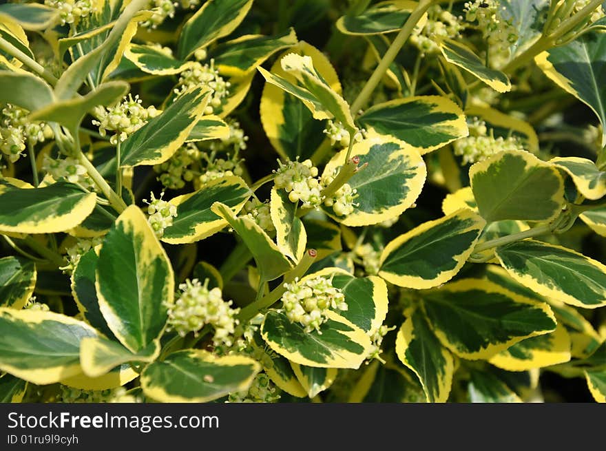 Flower leaves