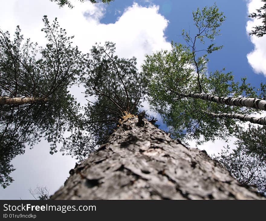 Trees into the cloudy sky. Trees into the cloudy sky