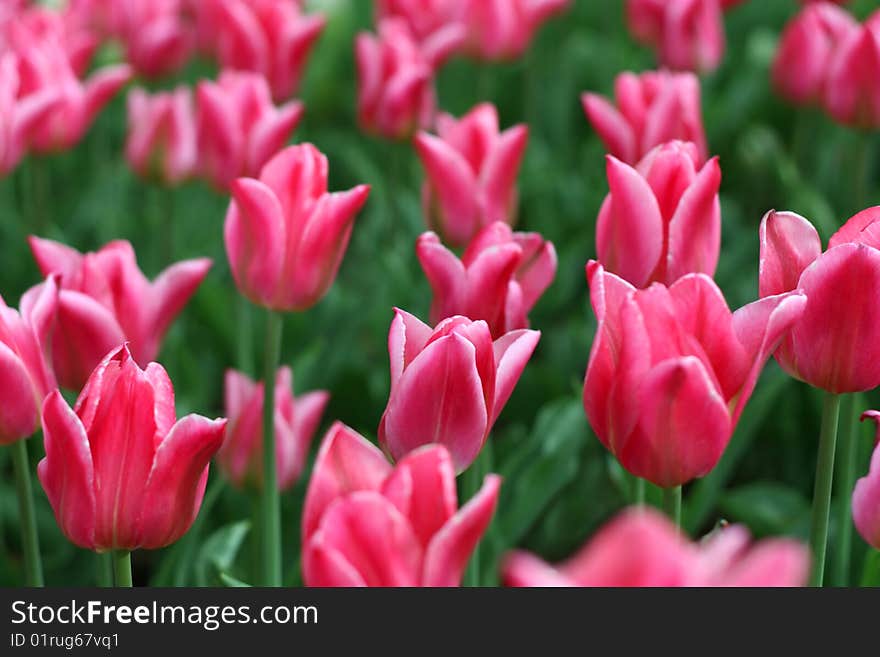 Field of a beautiful vivid red tulips