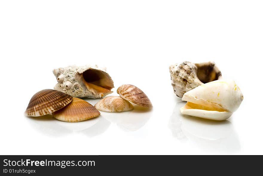 Marine cockleshells on a white background