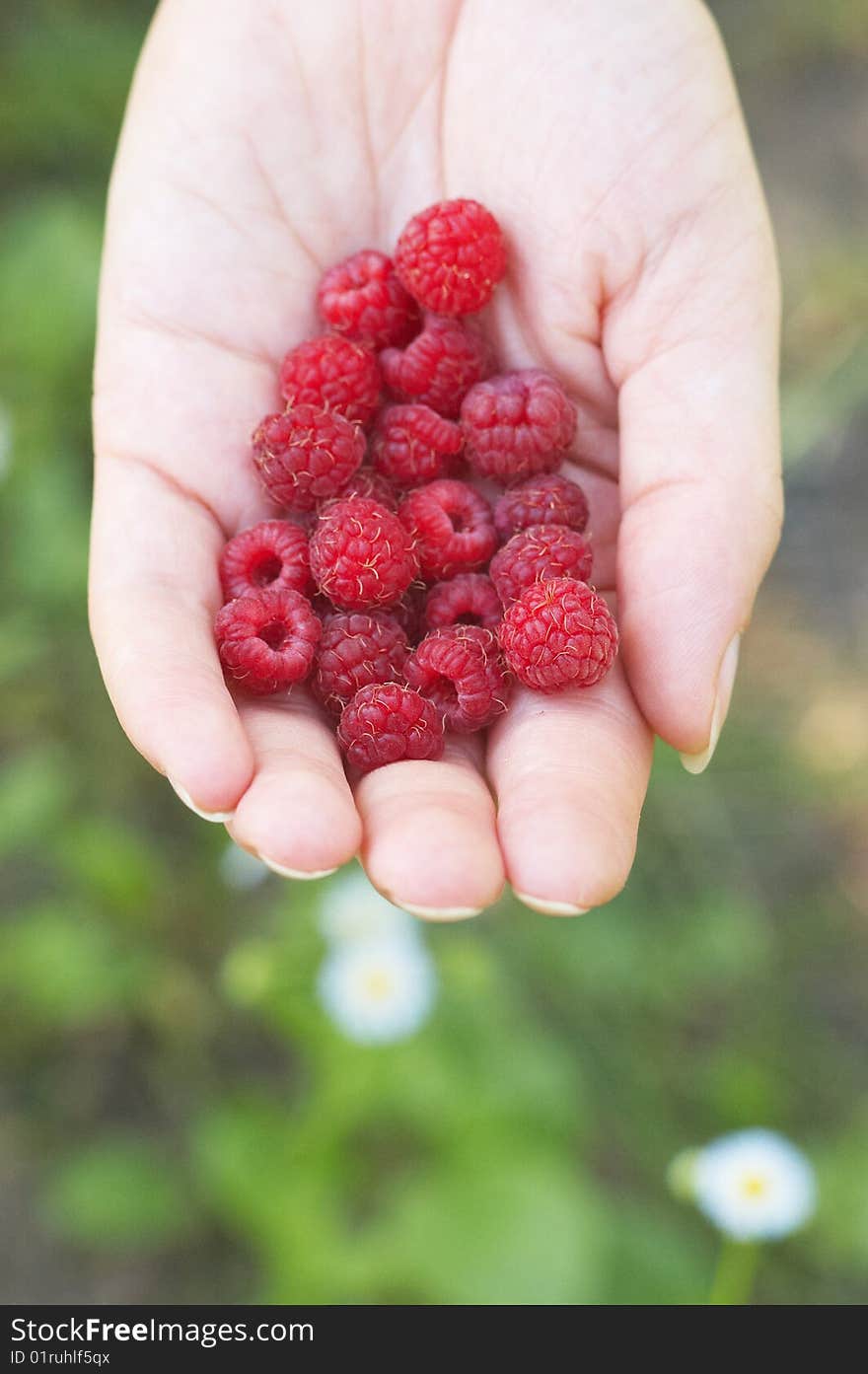 Raspberry on woman hand against camomiles background