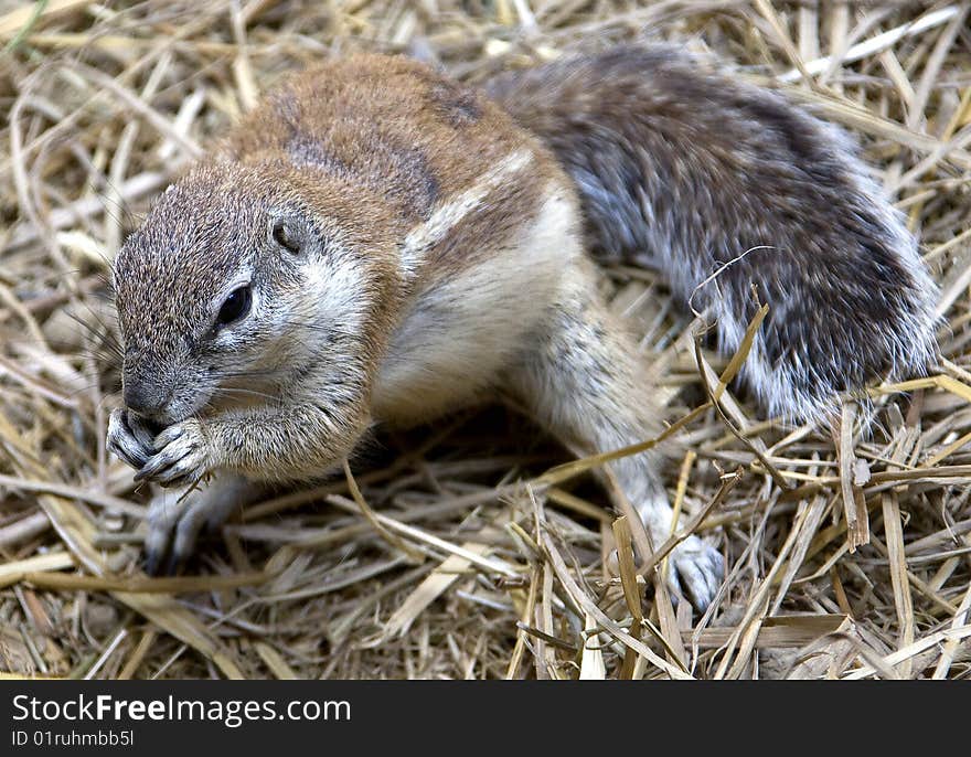 African ground squirrel 7