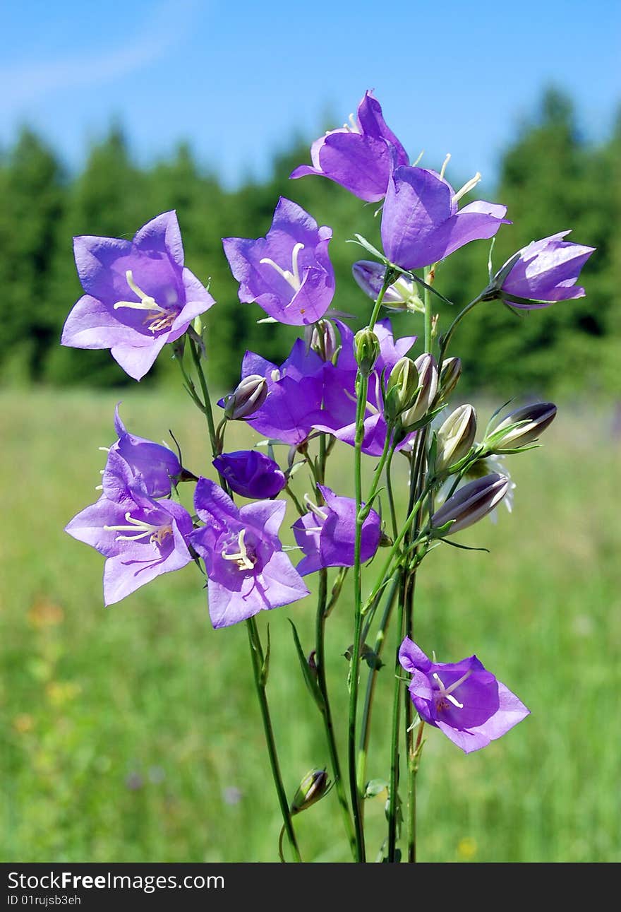 Violet Flowers Against A Green Grass