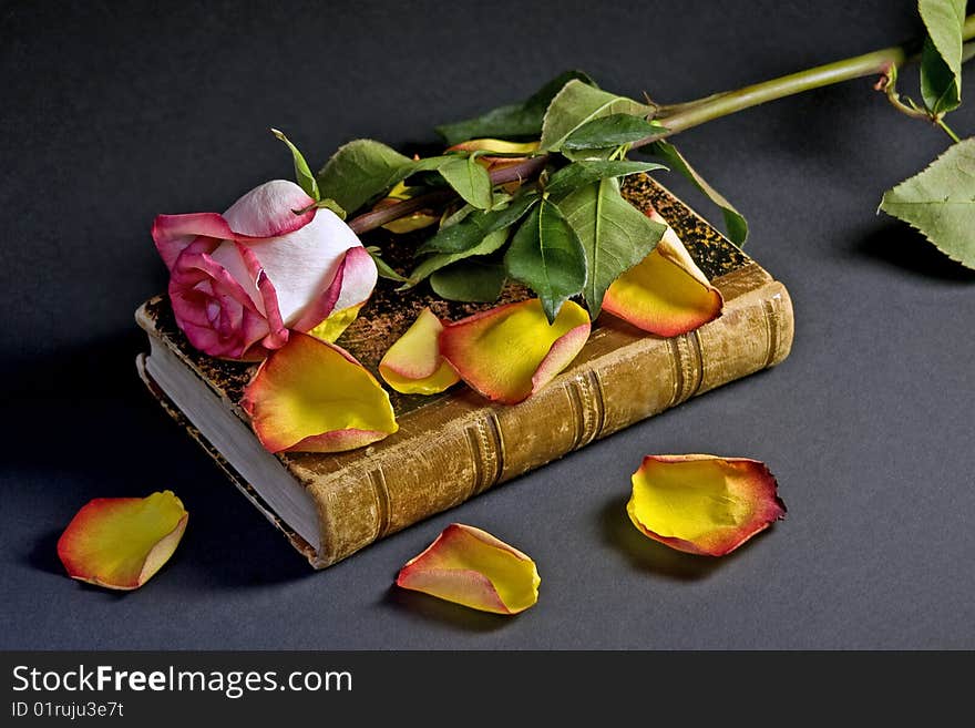 The antique book with a white-pink rose above and yellow petals nearby. The antique book with a white-pink rose above and yellow petals nearby
