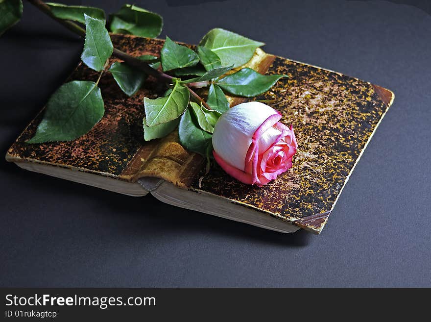 The ancient book with fresh pink rose. The ancient book with fresh pink rose