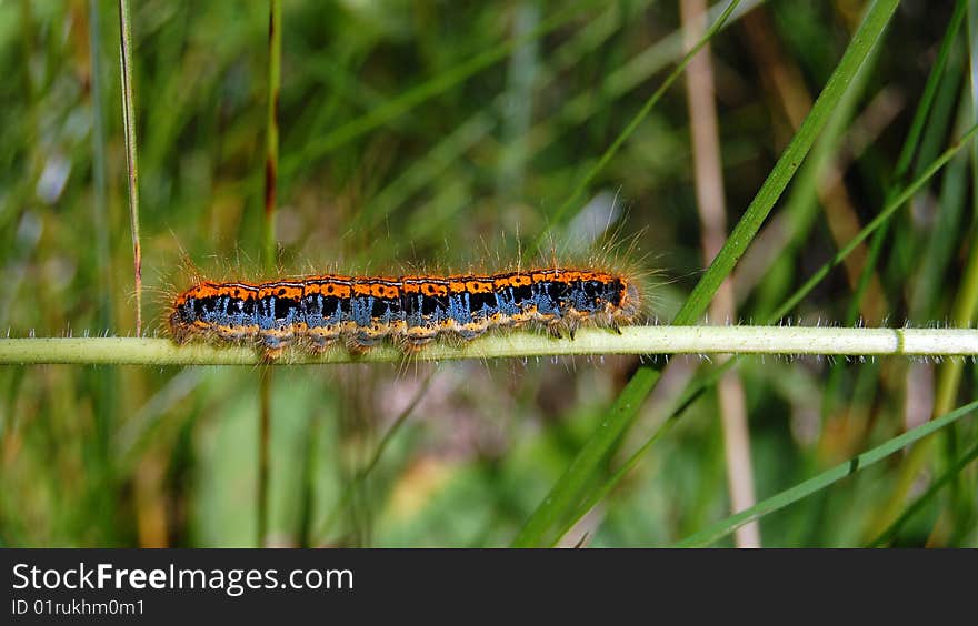 Colour caterpillar on green grass