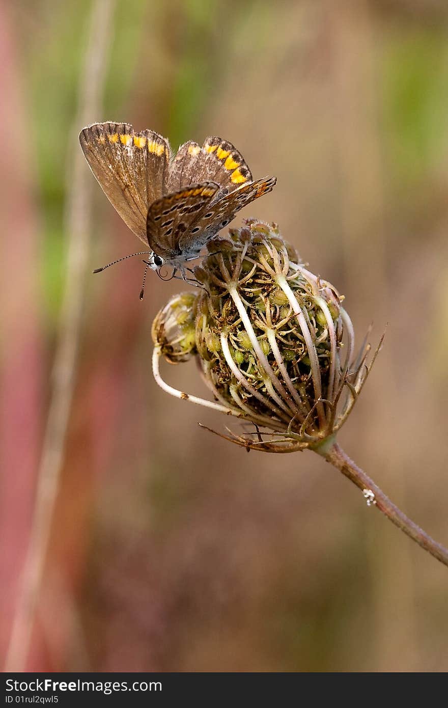 Butterfly sitting on a flower in spring