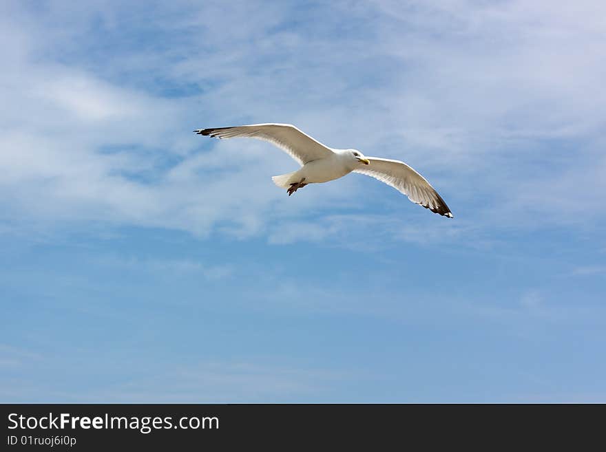 Seagull