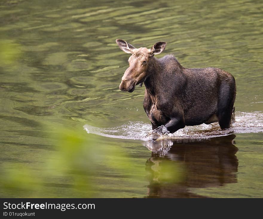 Female moose mammal in a river while she eat. Nationnal Park Jacques Cartie Quebec Canada. Female moose mammal in a river while she eat. Nationnal Park Jacques Cartie Quebec Canada