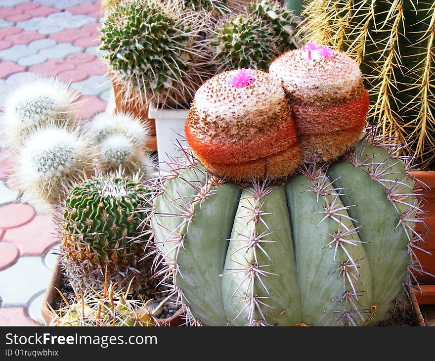 Blooming Cactus