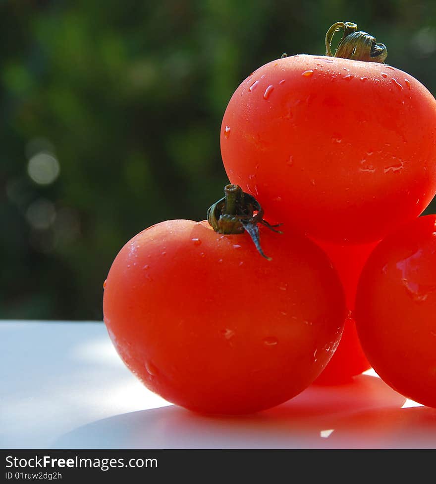 Close up of tomatoes with a blurry bush as background. Close up of tomatoes with a blurry bush as background